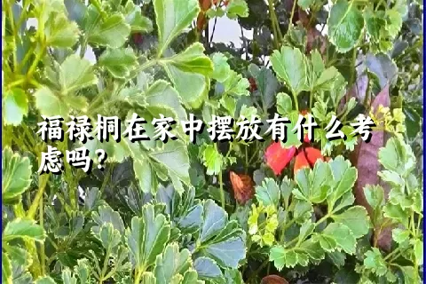 福禄桐在家中摆放有什么考虑吗？