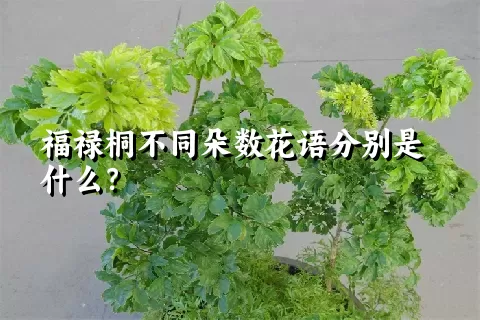 福禄桐不同朵数花语分别是什么？