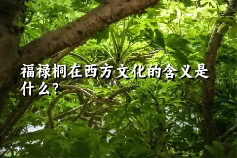 福禄桐在西方文化的含义是什么？