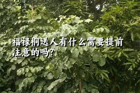 福禄桐送人有什么需要提前注意的吗？