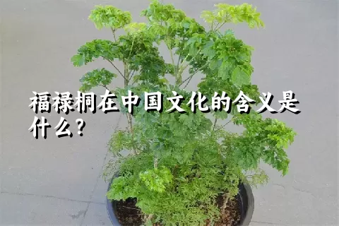 福禄桐在中国文化的含义是什么？