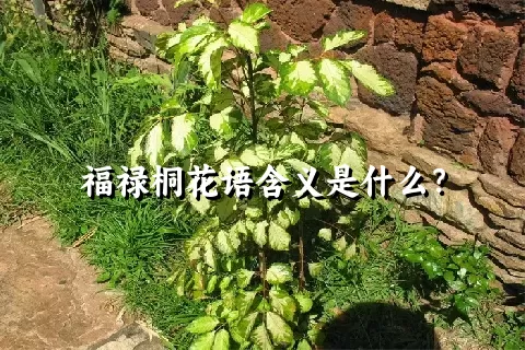 福禄桐花语含义是什么？