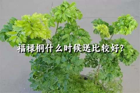 福禄桐什么时候送比较好？