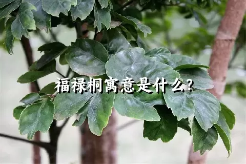 福禄桐寓意是什么？