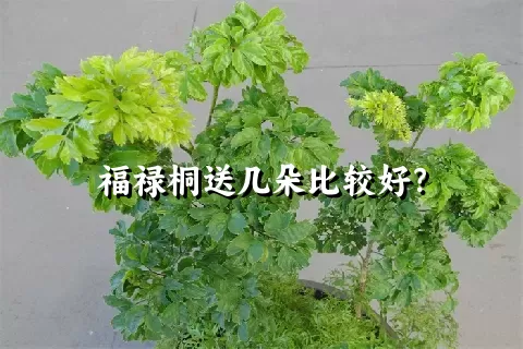 福禄桐送几朵比较好？