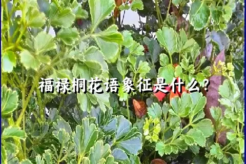 福禄桐花语象征是什么？