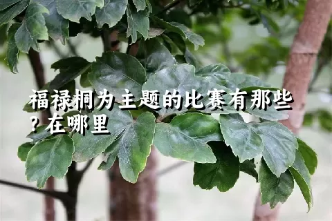 福禄桐为主题的比赛有那些？在哪里