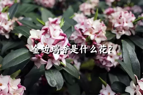 金边瑞香是什么花？