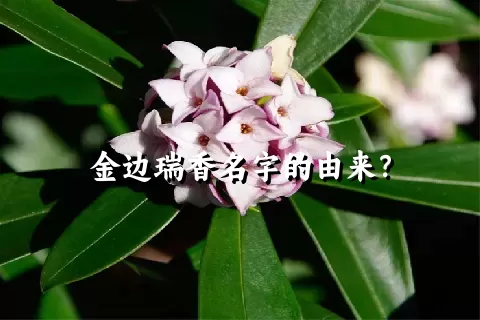 金边瑞香名字的由来？