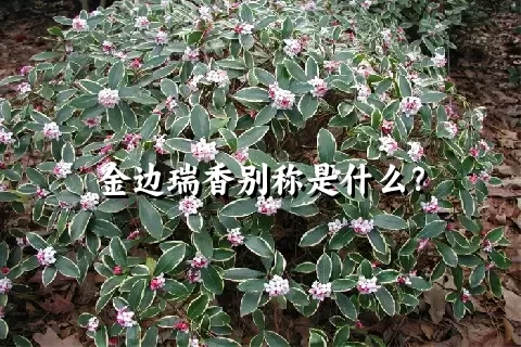 金边瑞香别称是什么？