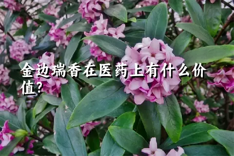 金边瑞香在医药上有什么价值？