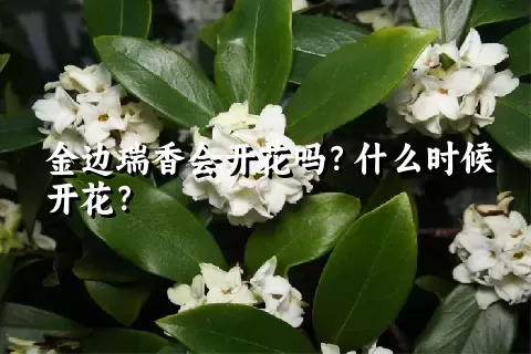 金边瑞香会开花吗？什么时候开花？