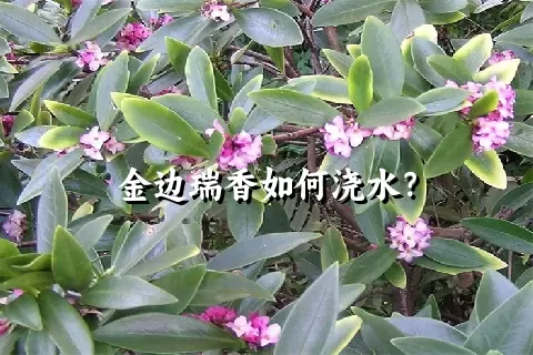 金边瑞香如何浇水？