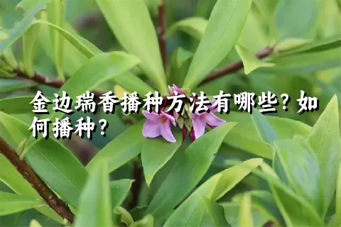 金边瑞香播种方法有哪些？如何播种？