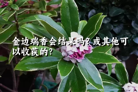 金边瑞香会结果吗？或其他可以收获的？