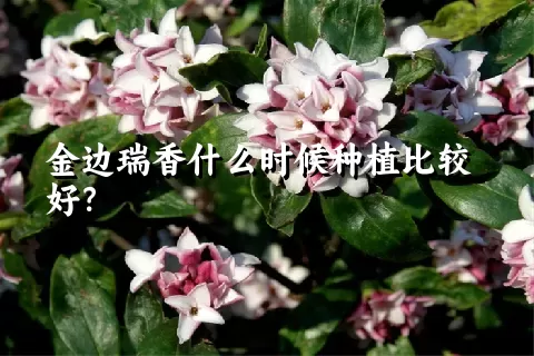 金边瑞香什么时候种植比较好？