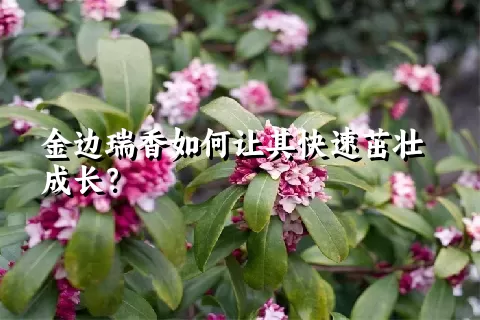 金边瑞香如何让其快速茁壮成长？