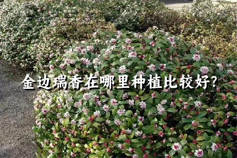 金边瑞香在哪里种植比较好？