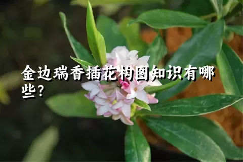 金边瑞香插花构图知识有哪些？