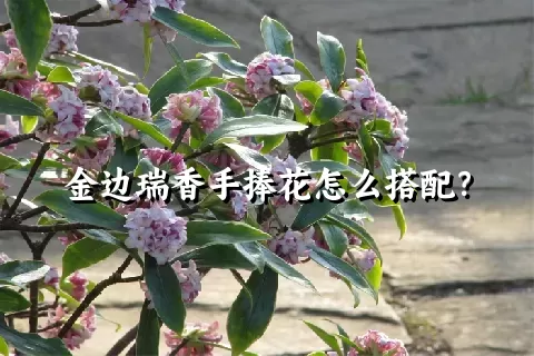 金边瑞香手捧花怎么搭配？