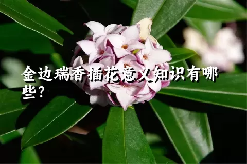 金边瑞香插花意义知识有哪些？