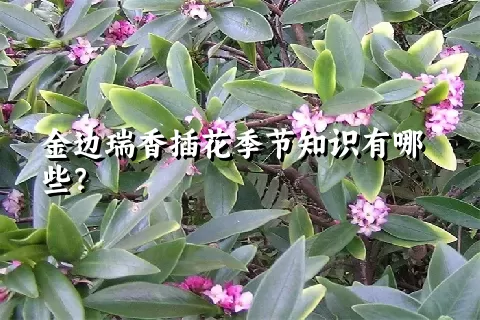 金边瑞香插花季节知识有哪些？