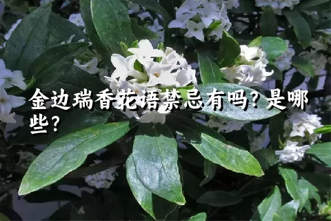 金边瑞香花语禁忌有吗？是哪些？