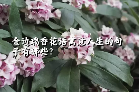 金边瑞香花语寓意人生的句子有哪些？