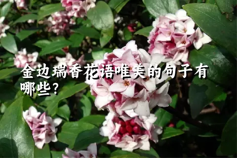 金边瑞香花语唯美的句子有哪些？