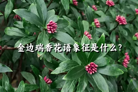 金边瑞香花语象征是什么？