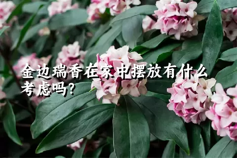 金边瑞香在家中摆放有什么考虑吗？