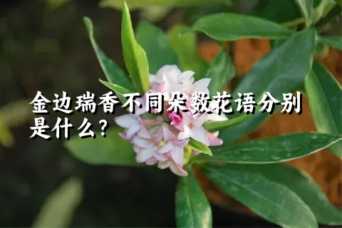 金边瑞香不同朵数花语分别是什么？