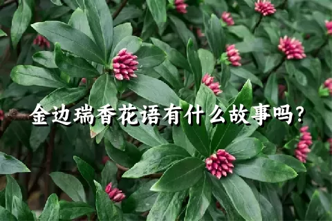 金边瑞香花语有什么故事吗？