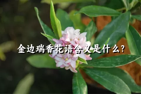 金边瑞香花语含义是什么？