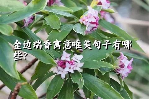 金边瑞香寓意唯美句子有哪些？