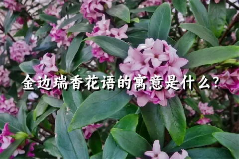 金边瑞香花语的寓意是什么？