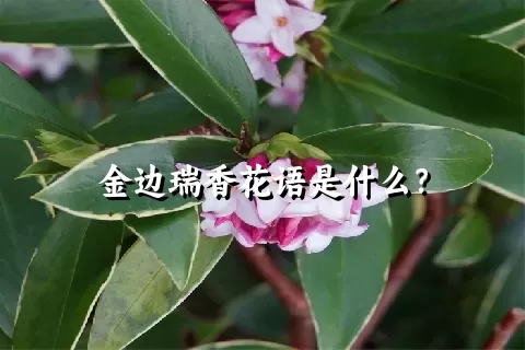 金边瑞香花语是什么？