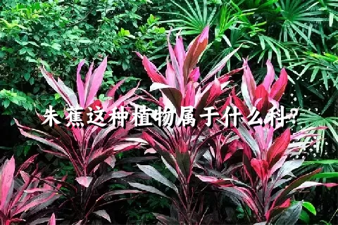 朱蕉这种植物属于什么科？