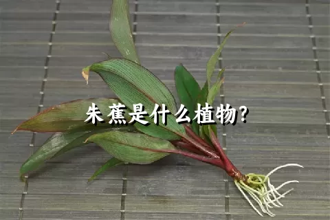 朱蕉是什么植物？