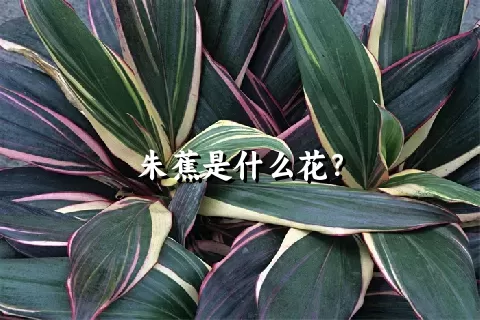 朱蕉是什么花？