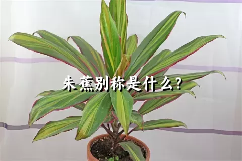 朱蕉别称是什么？