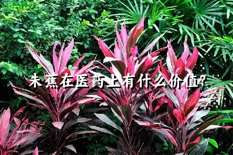 朱蕉在医药上有什么价值？