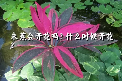 朱蕉会开花吗？什么时候开花？