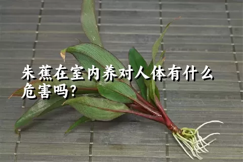 朱蕉在室内养对人体有什么危害吗？