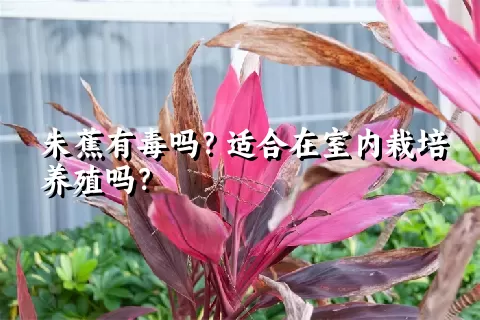 朱蕉有毒吗？适合在室内栽培养殖吗？