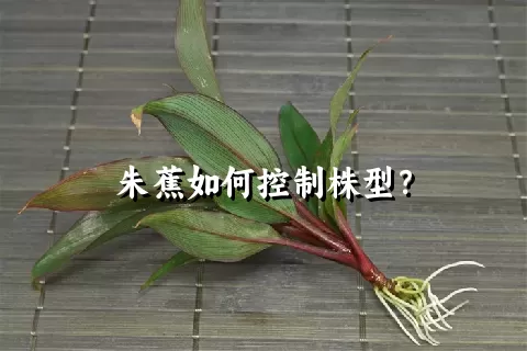 朱蕉如何控制株型？