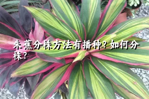 朱蕉分株方法有播种？如何分株？