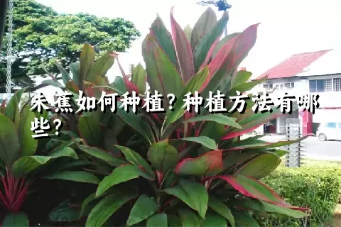 朱蕉如何种植？种植方法有哪些？