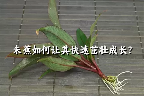 朱蕉如何让其快速茁壮成长？