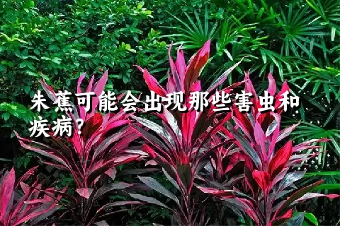 朱蕉可能会出现那些害虫和疾病？